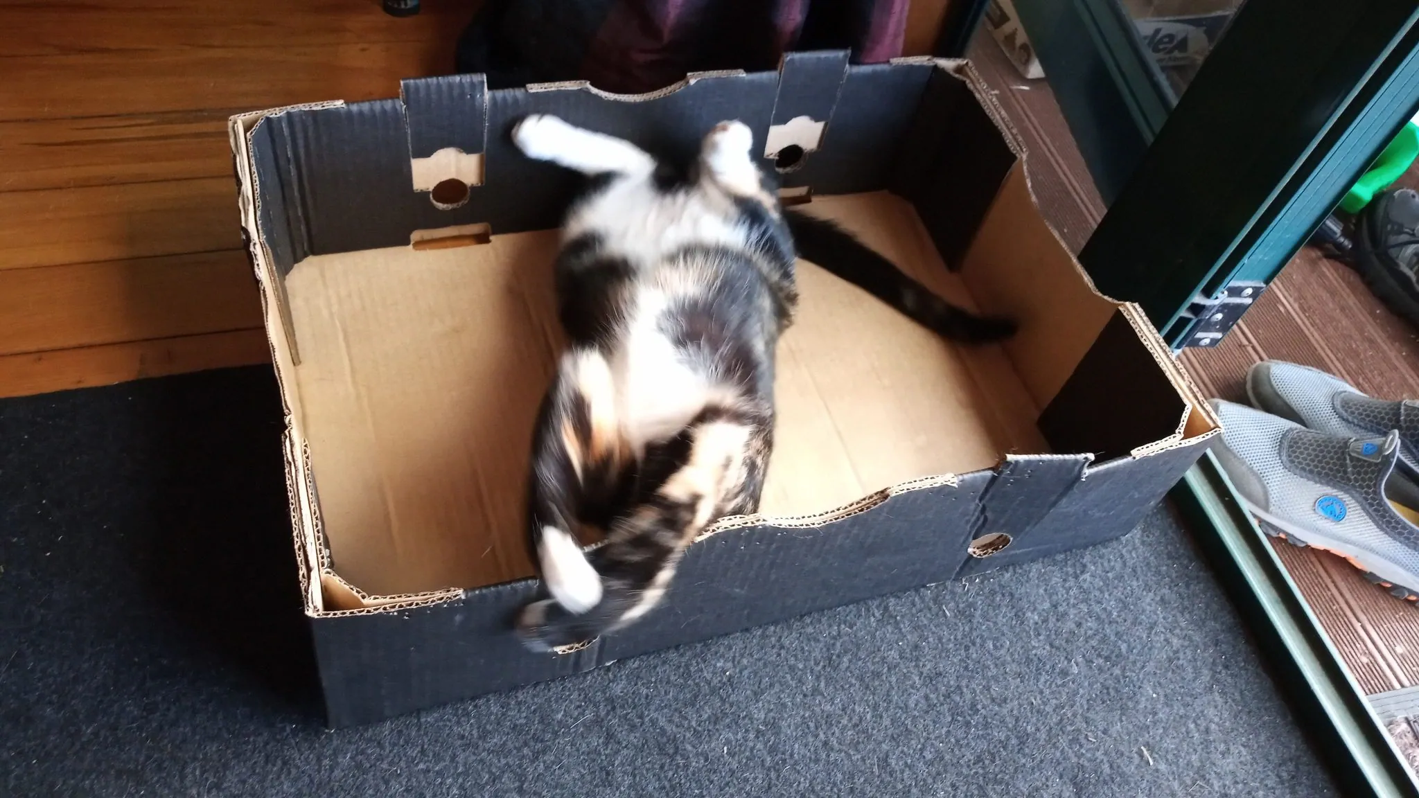 Why do cats love boxes?